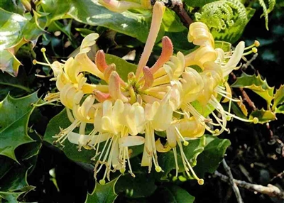 Honeysuckle woodbine